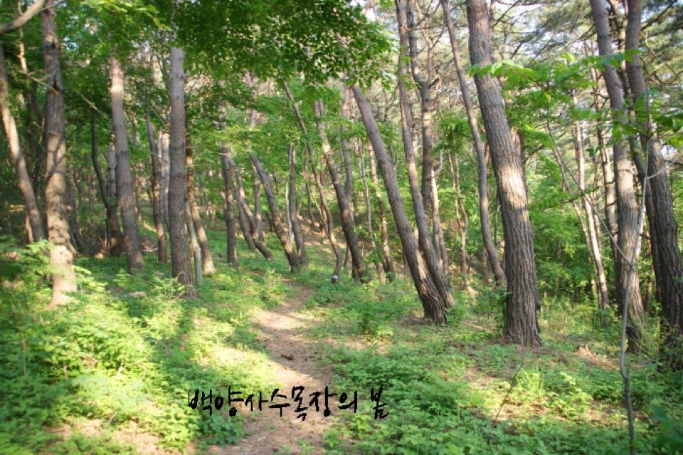 백양사 수목장 시설 사진 (출처: e하늘 장사정보시스템)
