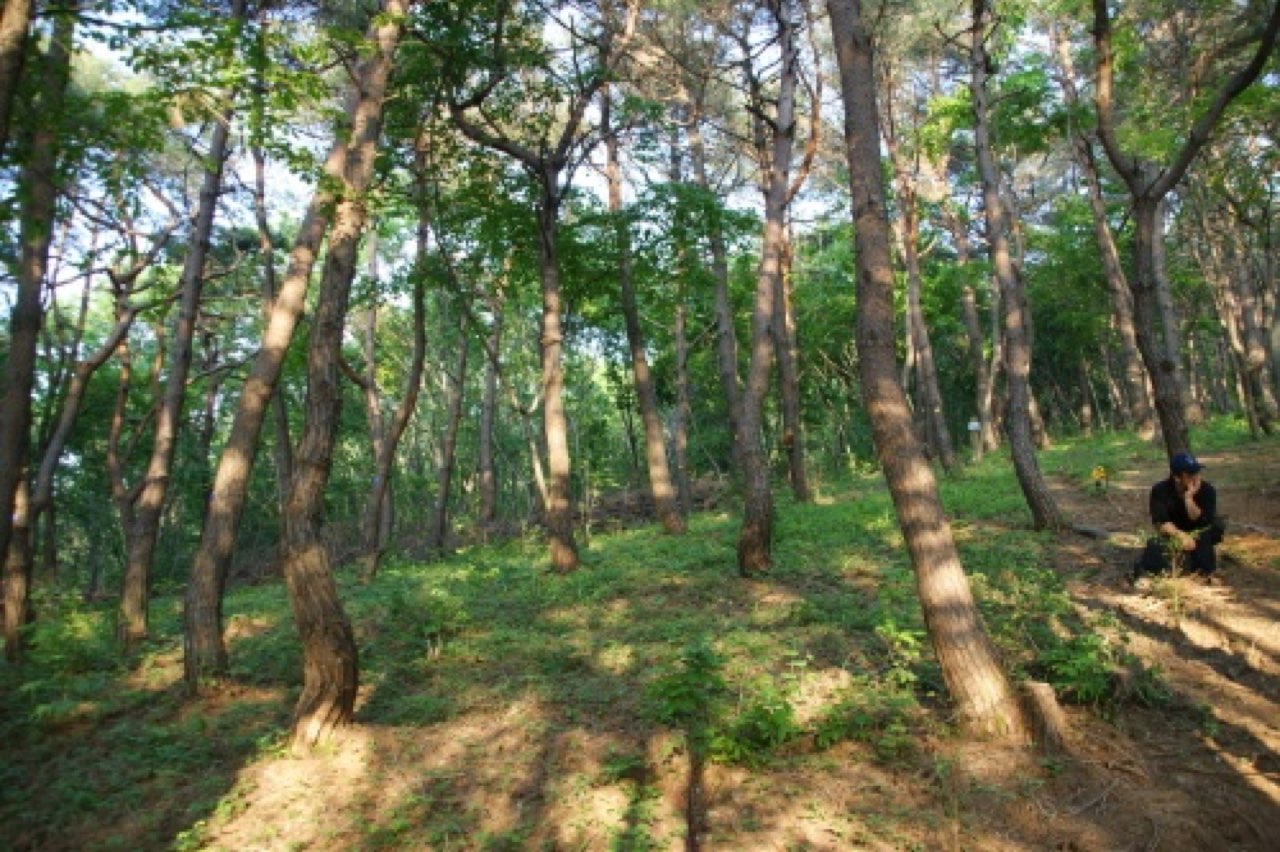 백양사 수목장 시설 사진 (출처: e하늘 장사정보시스템)