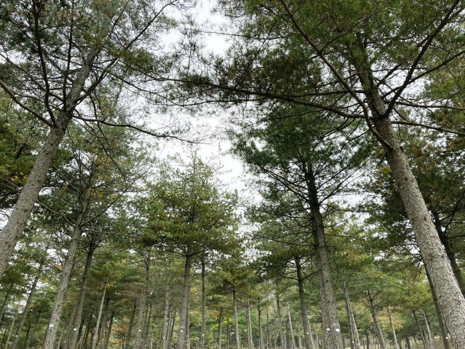 국립기억의숲 시설 사진 (출처: e하늘 장사정보시스템)
